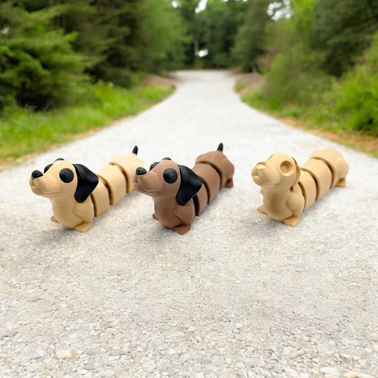 Dachshund